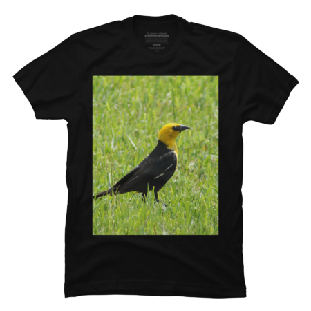 Yellow-Headed Blackbird bird on Grass Lawn Nature Scene Wildlife