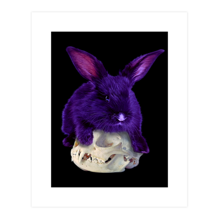 Skull Bunny - Vivid Purple Version